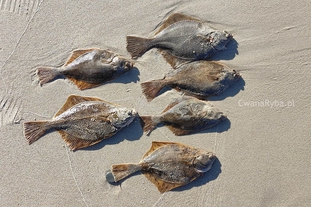 Płastugi leżące na piasku morskim